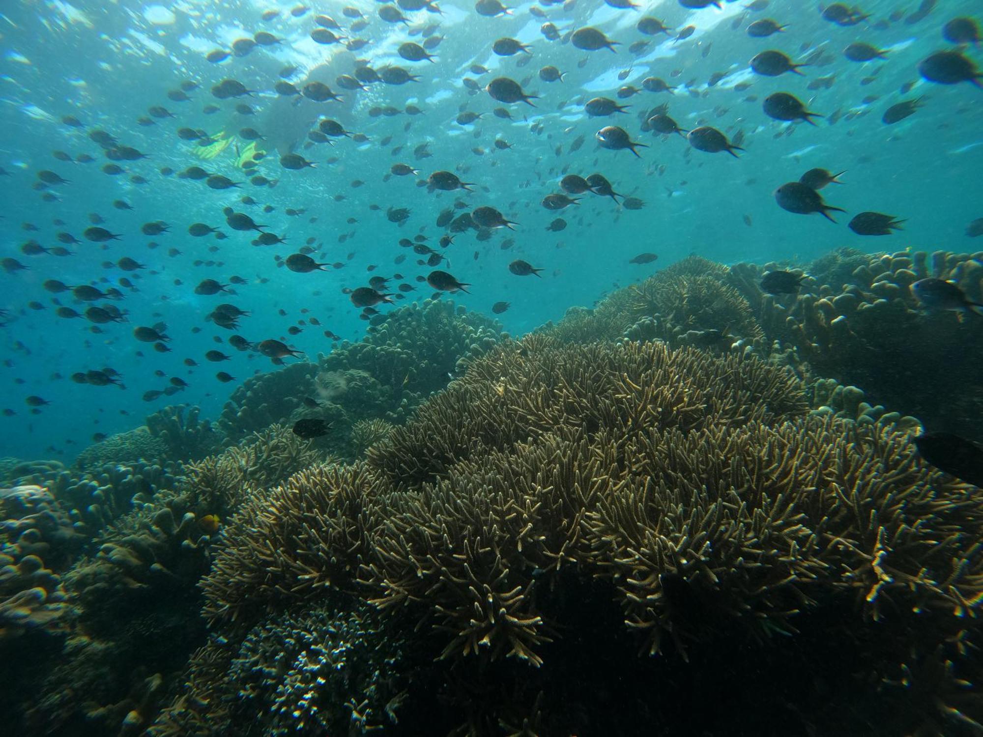 4 Sisters Divers Bunaken Εξωτερικό φωτογραφία