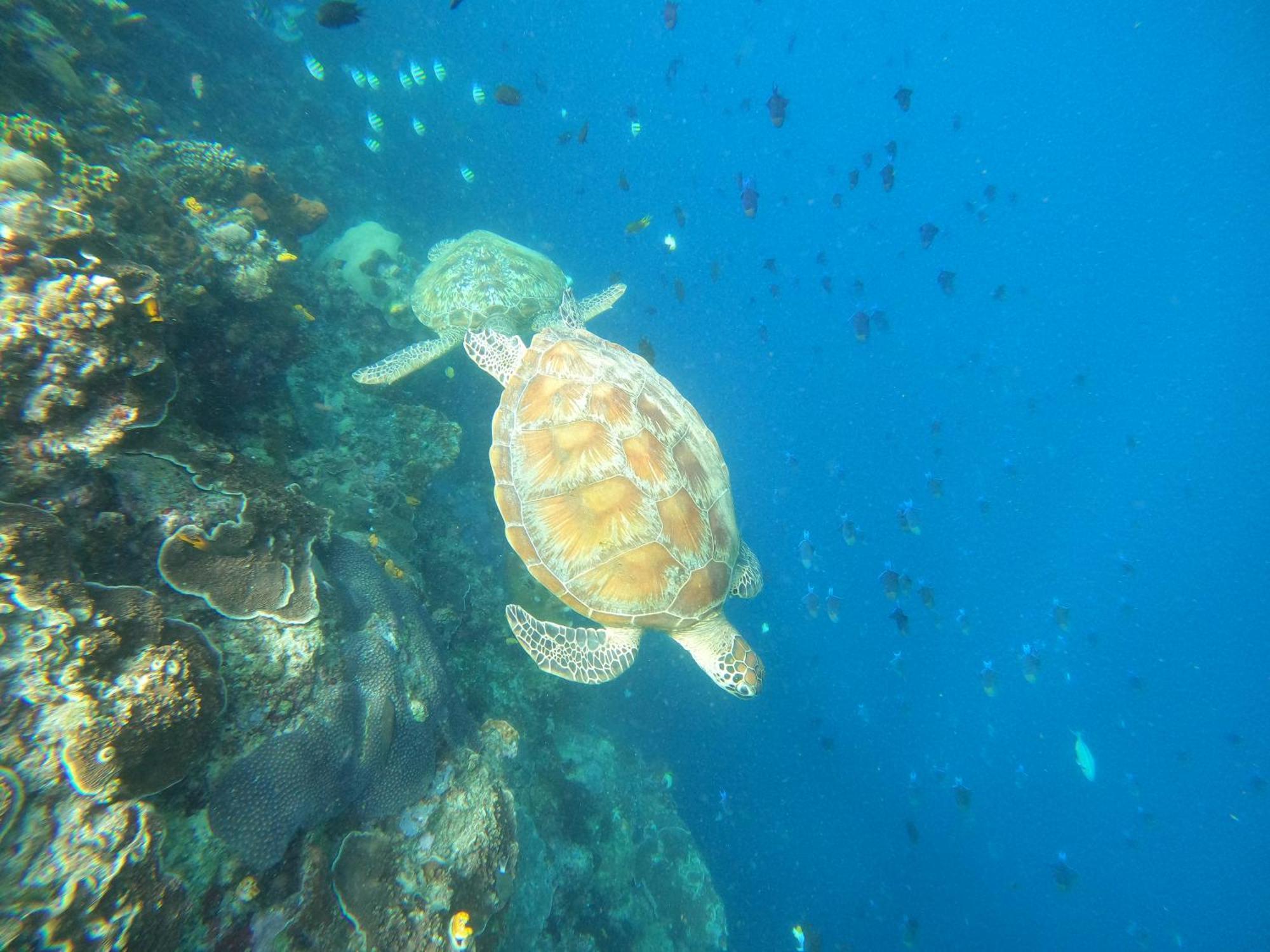 4 Sisters Divers Bunaken Εξωτερικό φωτογραφία
