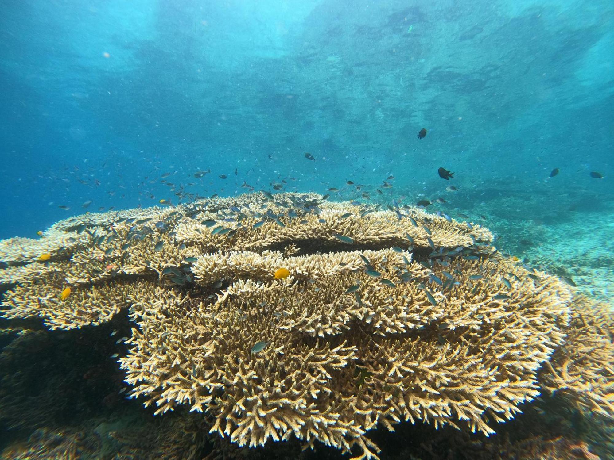 4 Sisters Divers Bunaken Εξωτερικό φωτογραφία