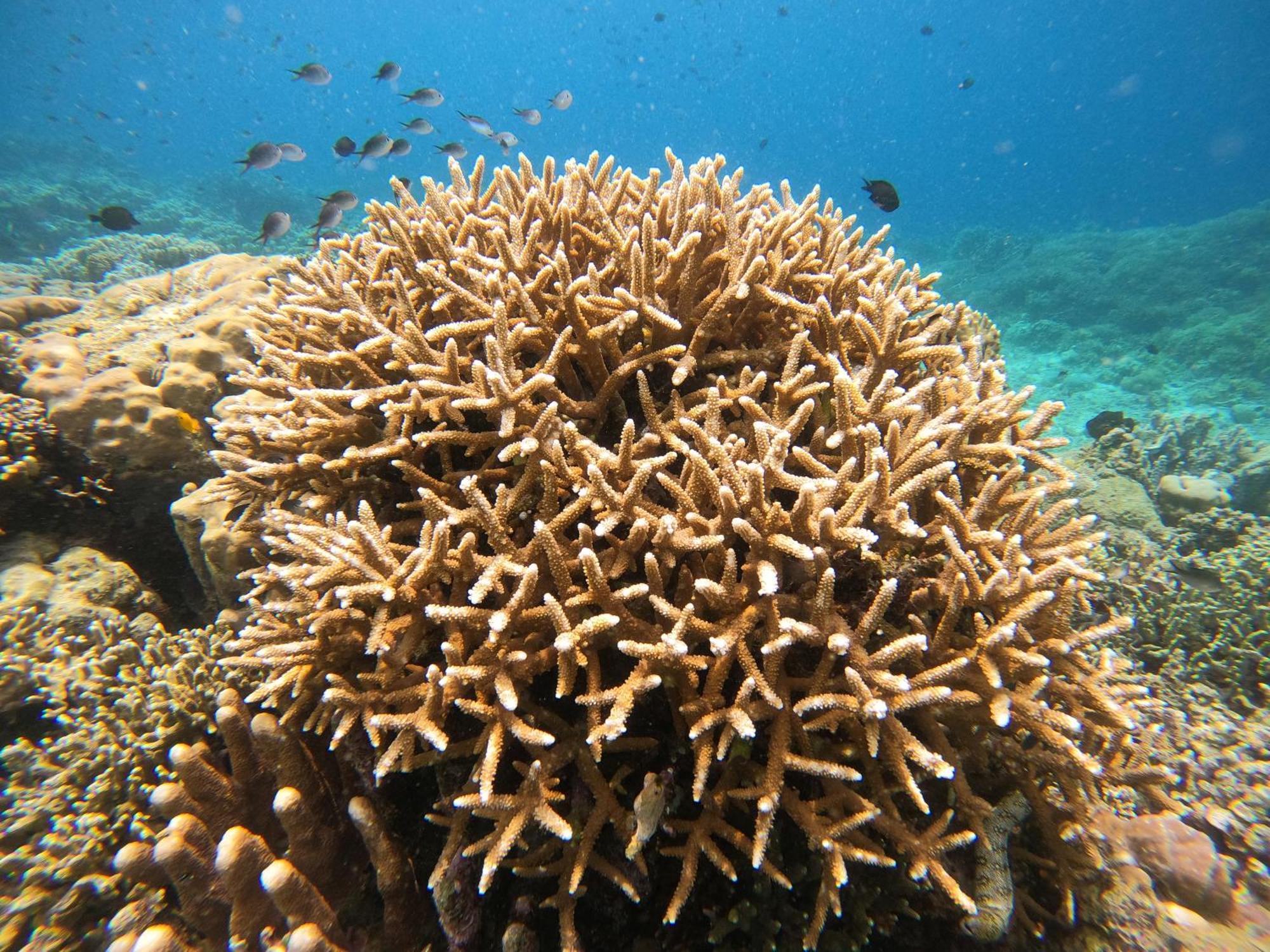 4 Sisters Divers Bunaken Εξωτερικό φωτογραφία