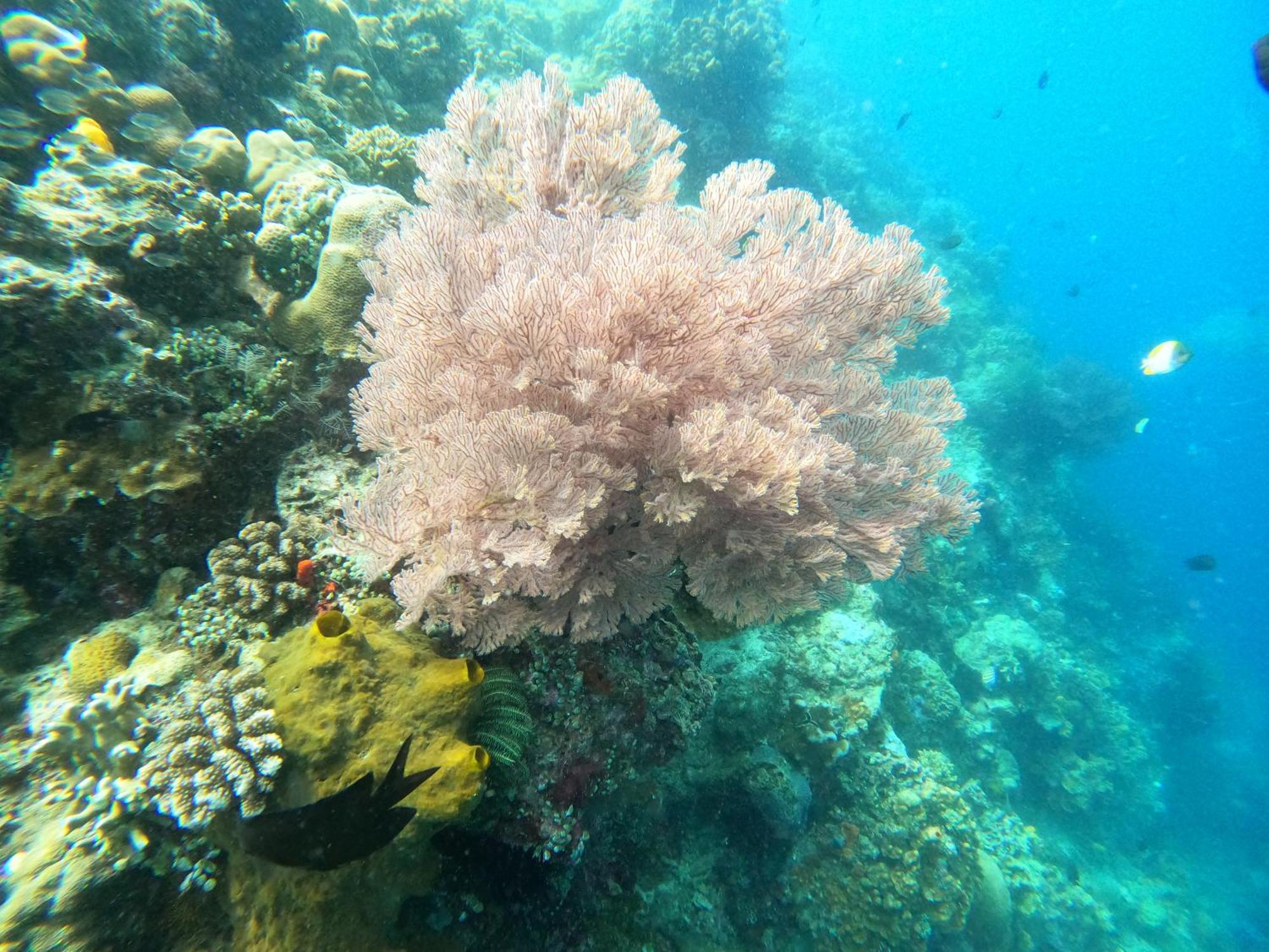 4 Sisters Divers Bunaken Εξωτερικό φωτογραφία