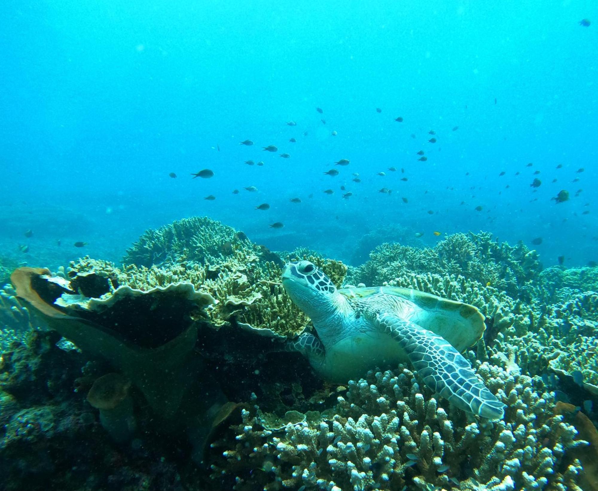 4 Sisters Divers Bunaken Εξωτερικό φωτογραφία