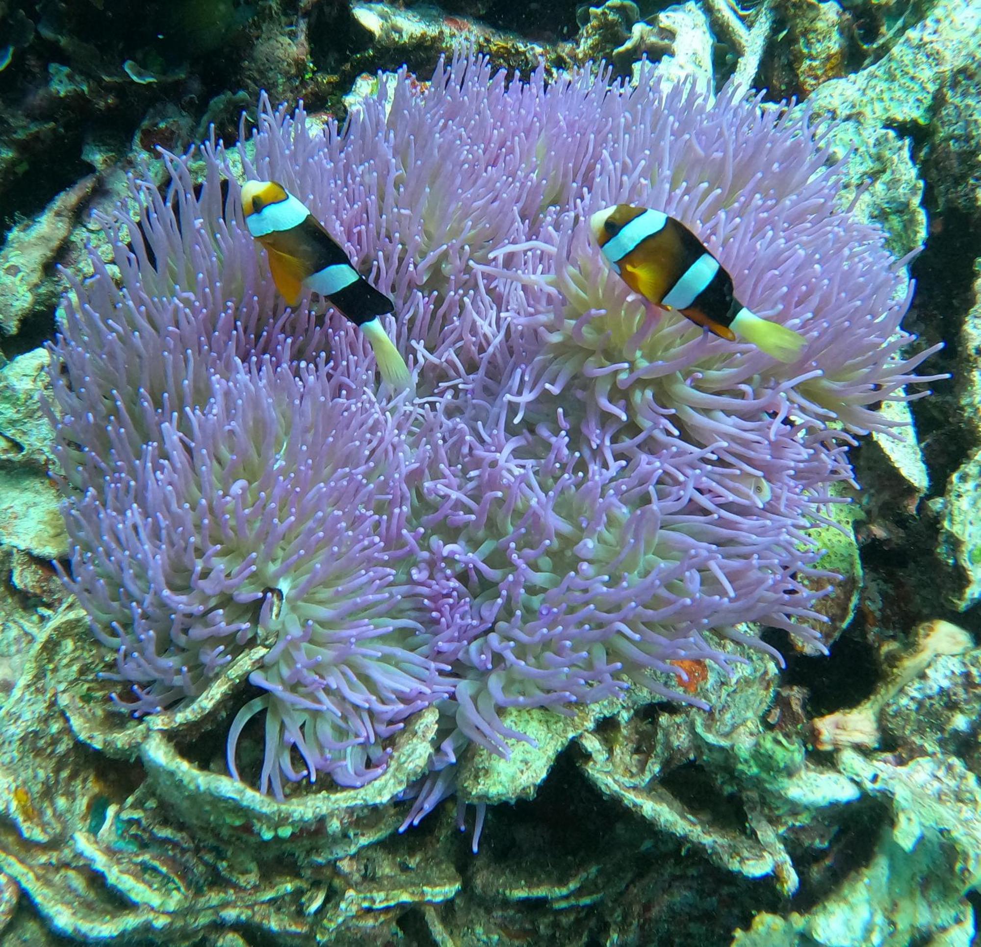 4 Sisters Divers Bunaken Εξωτερικό φωτογραφία