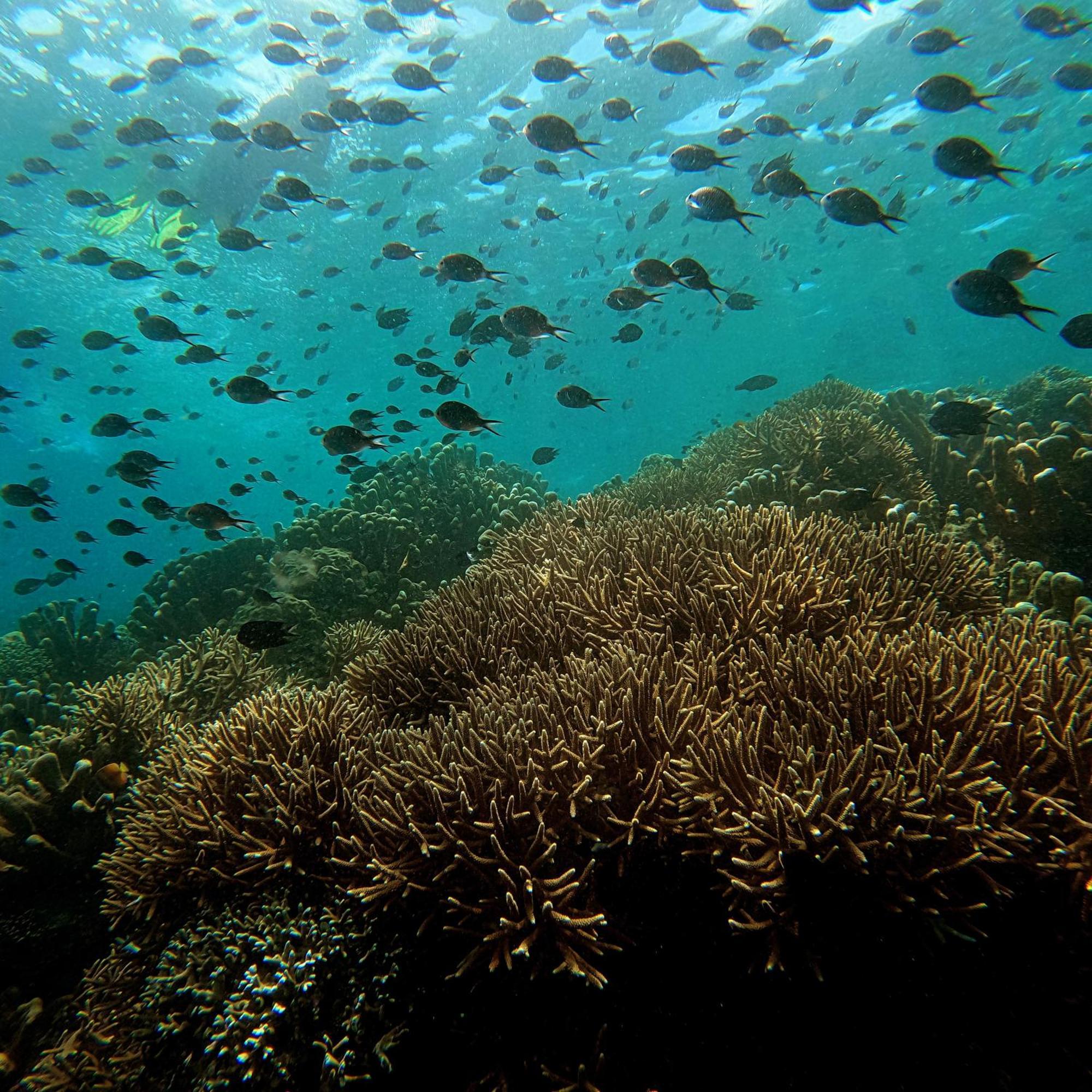 4 Sisters Divers Bunaken Εξωτερικό φωτογραφία