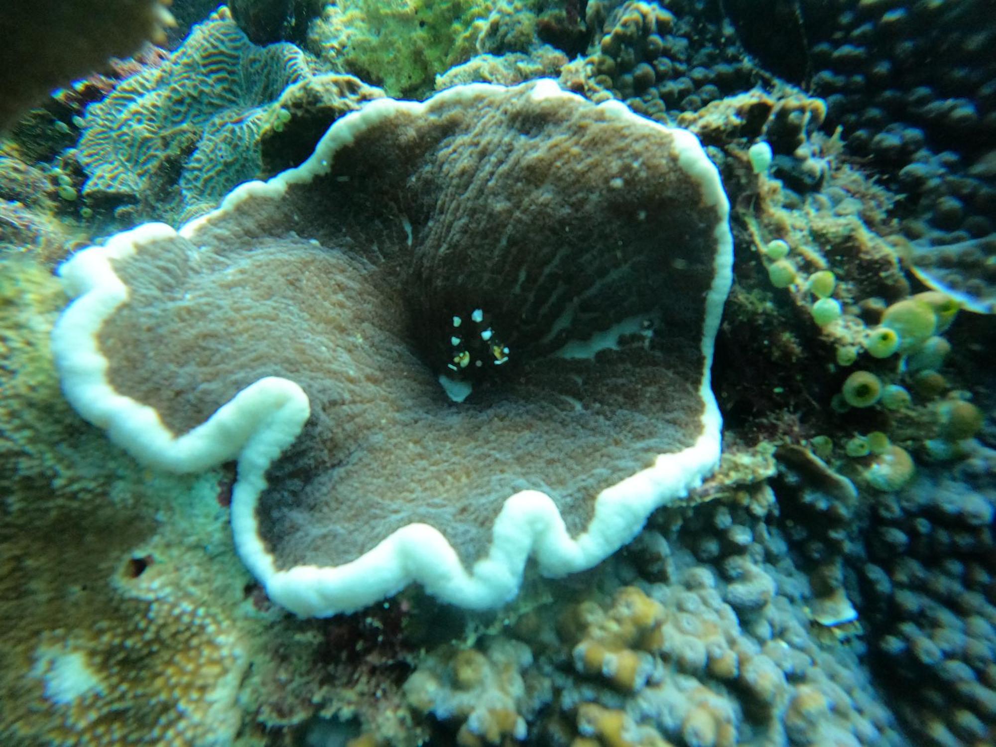 4 Sisters Divers Bunaken Εξωτερικό φωτογραφία