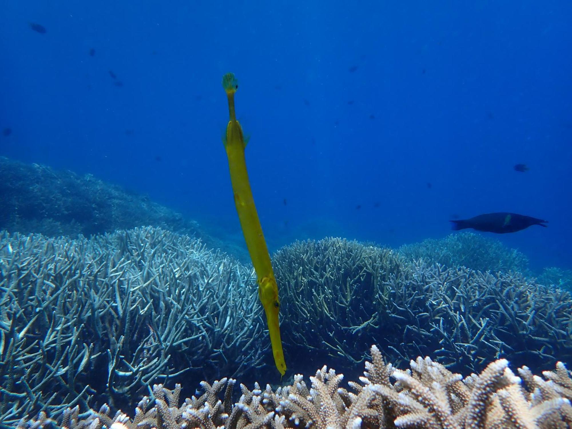 4 Sisters Divers Bunaken Εξωτερικό φωτογραφία